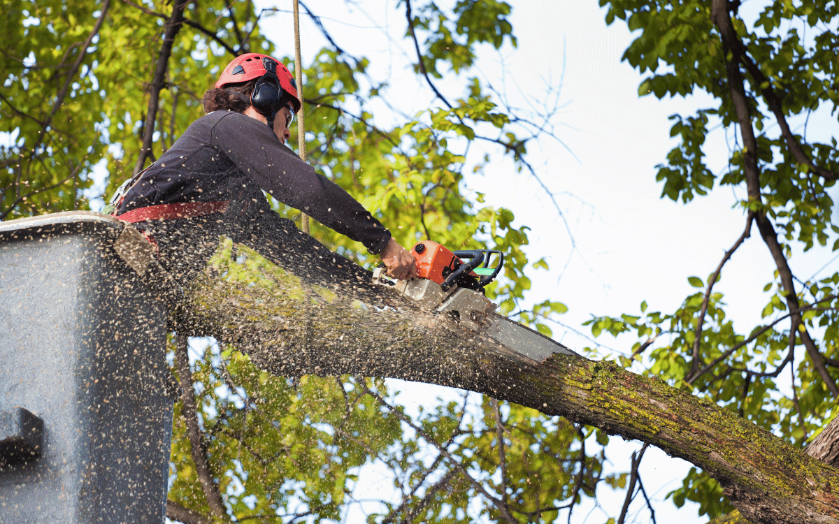emergency tree removal bonita springs