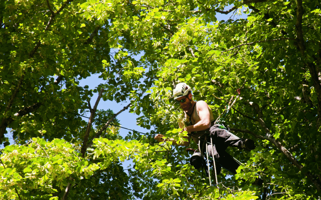 Fort Myers Emergency Tree Removal