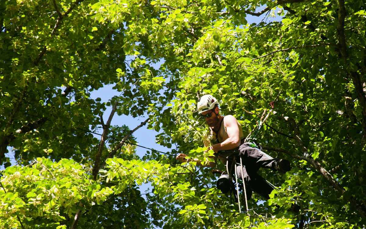 Fort Myers Emergency Tree Removal