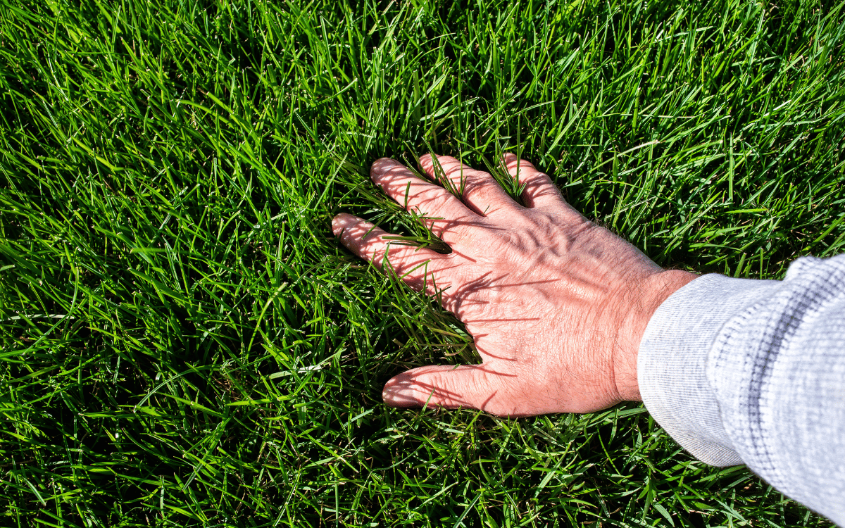 lawn care sanibel island
