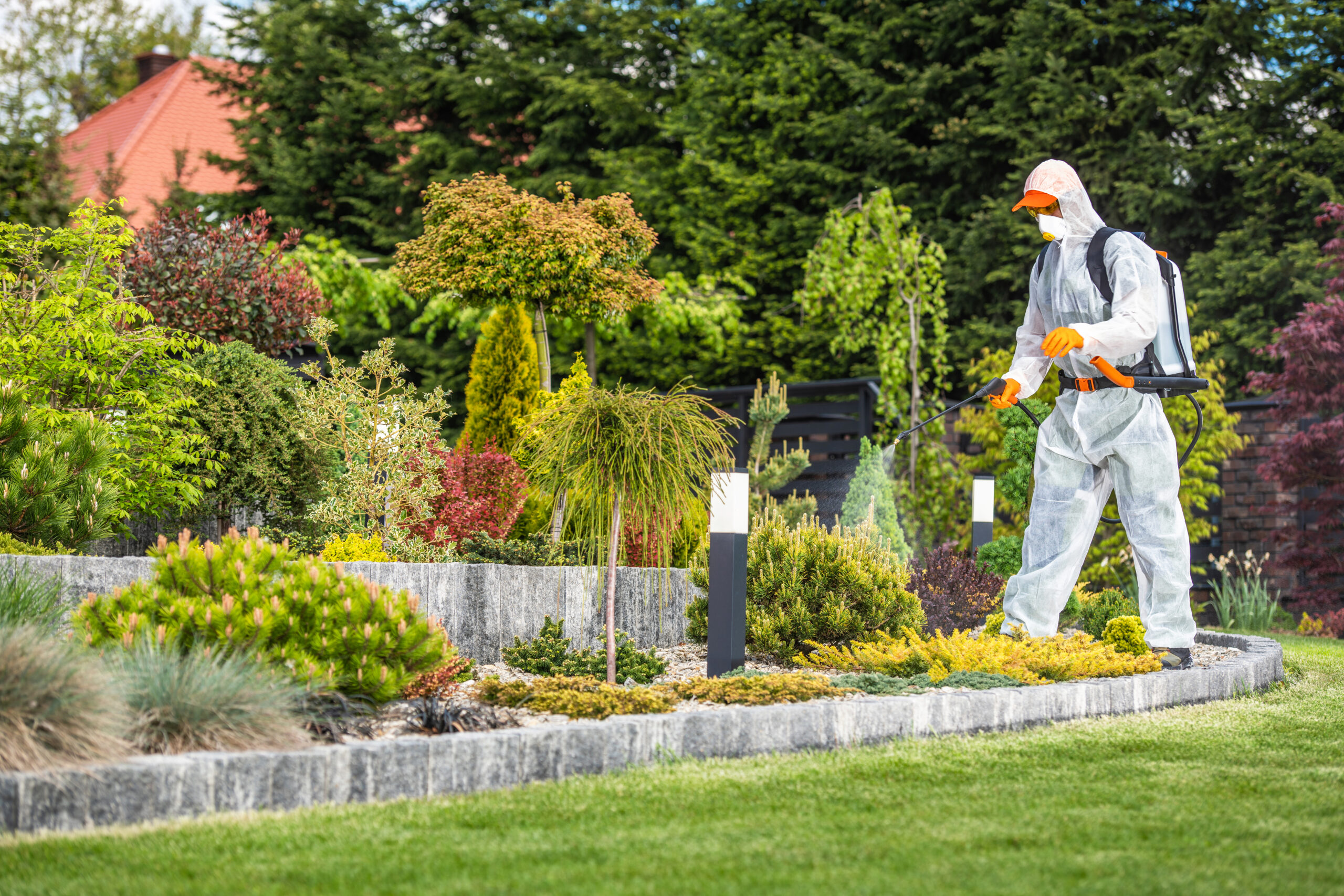Beautiful Garden Fertilization Job Performed By Professional Caucasian Gardener Wearing Safety Clothing.