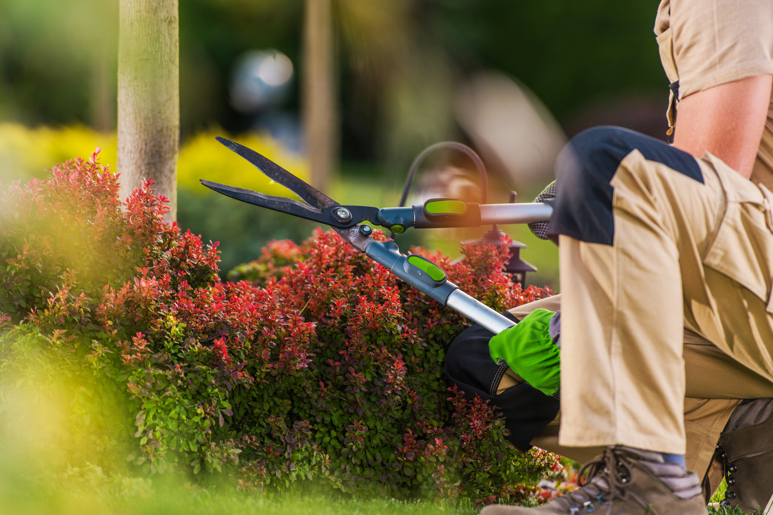 Gardener trimming red shrubs with hedge shears Bonita Springs FL