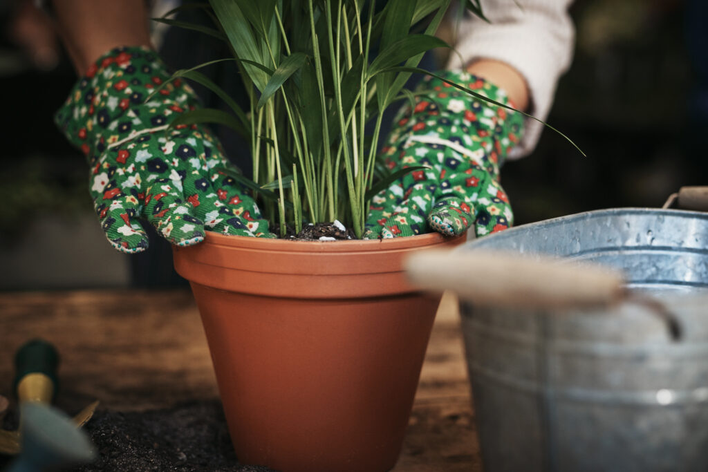 Plant potting Bonita Springs FL