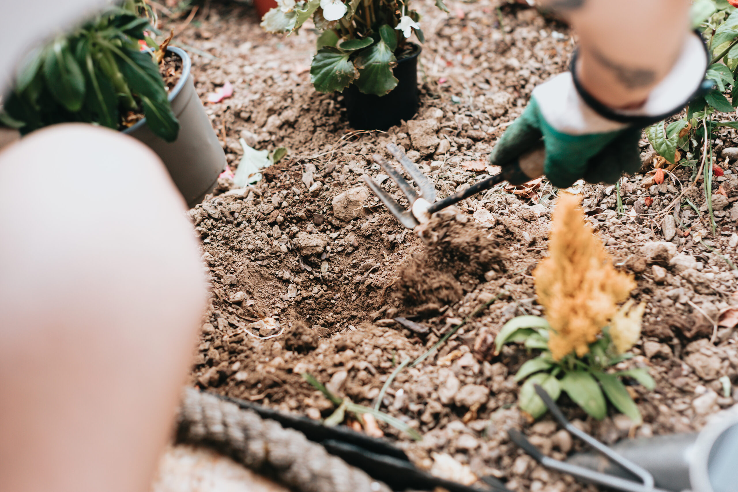 Gardener planting flowers in the garden, close up photo. Young woman learning new gardening skills. Summer gardening. copy space. bed home garden. seedling flowers into the black soil