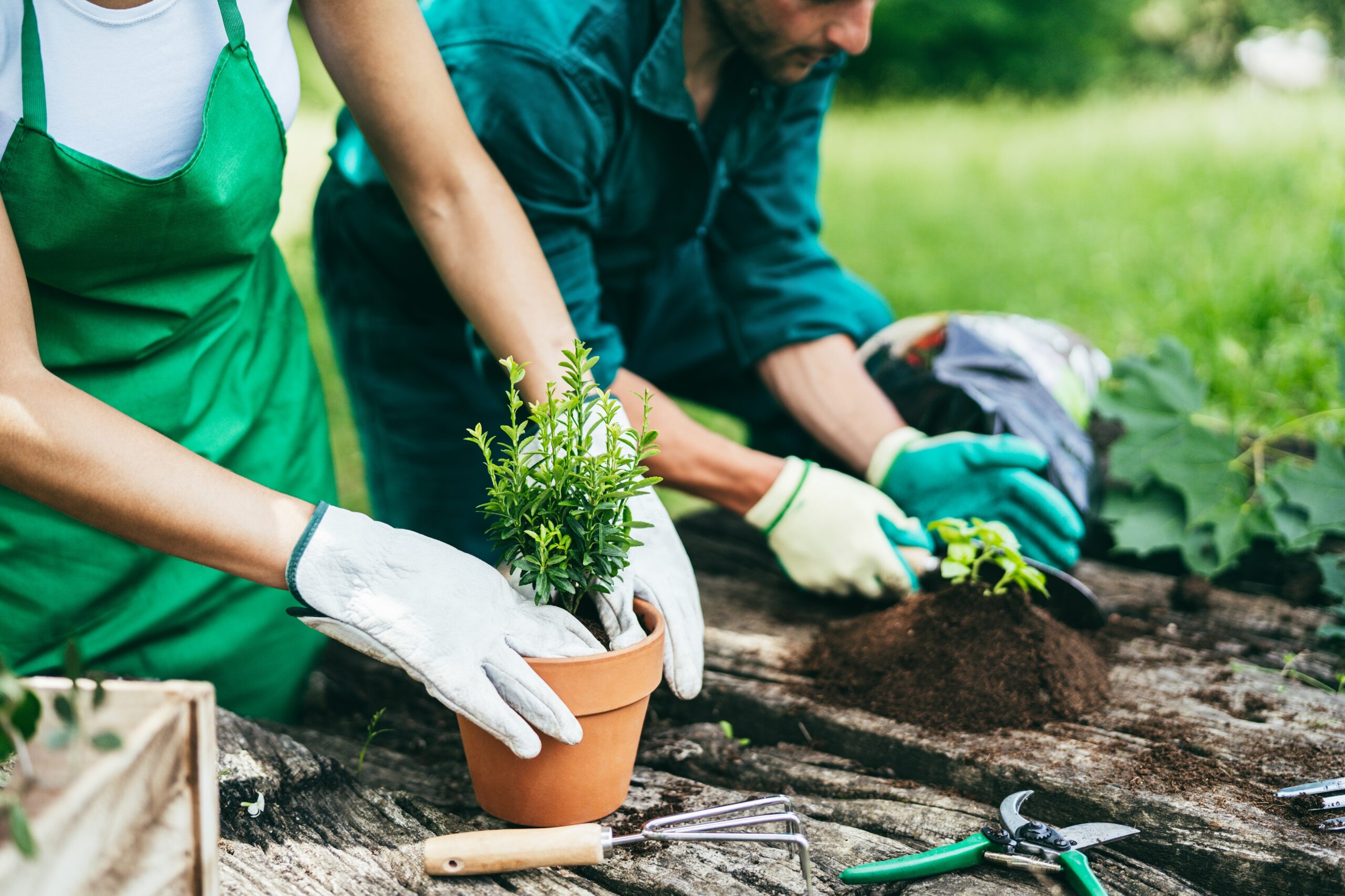 happy-young-farmers-working-with-aromatic-plants-a-2026-03-26-03-59-03-utc