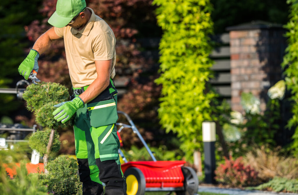 Landscaper Shaping Decorative Pine Tree