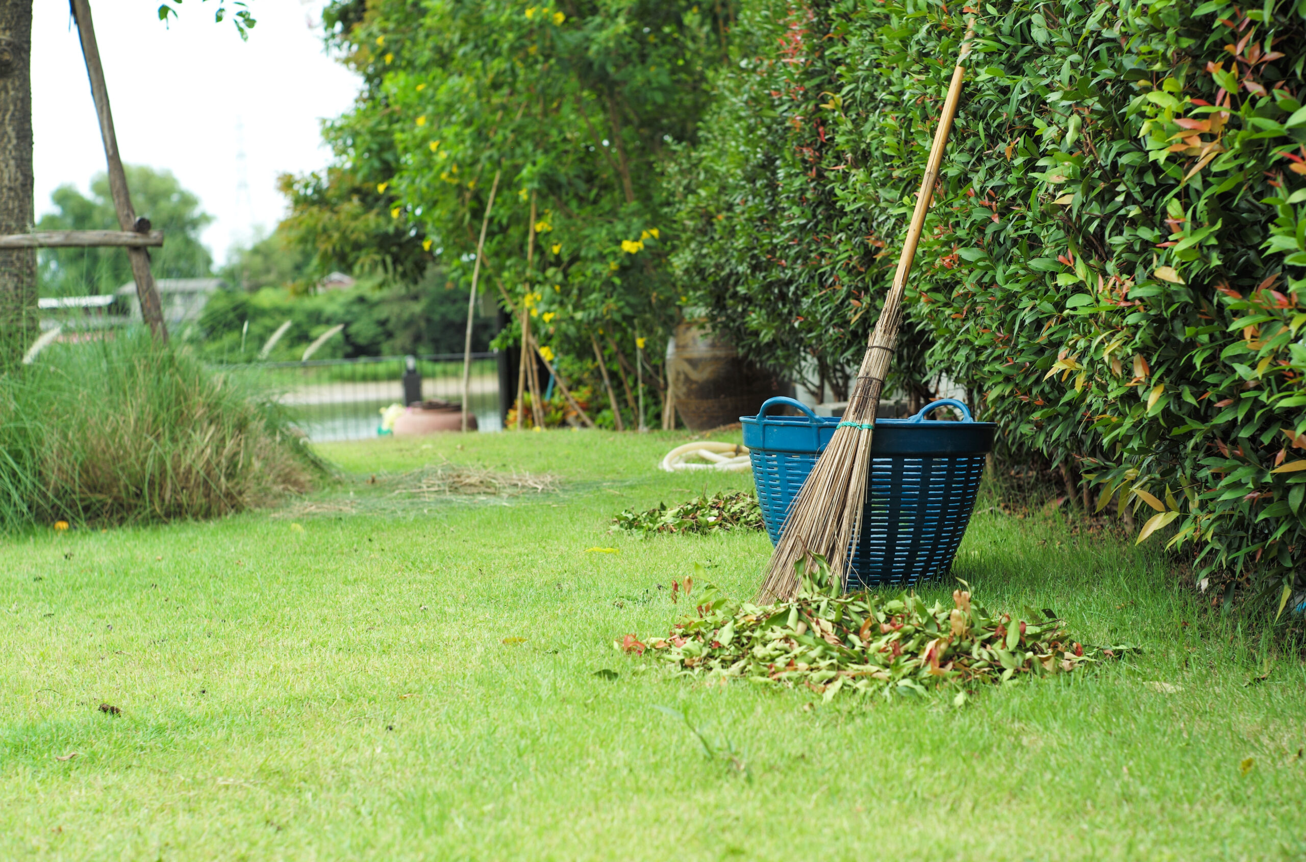 Yard cleanup