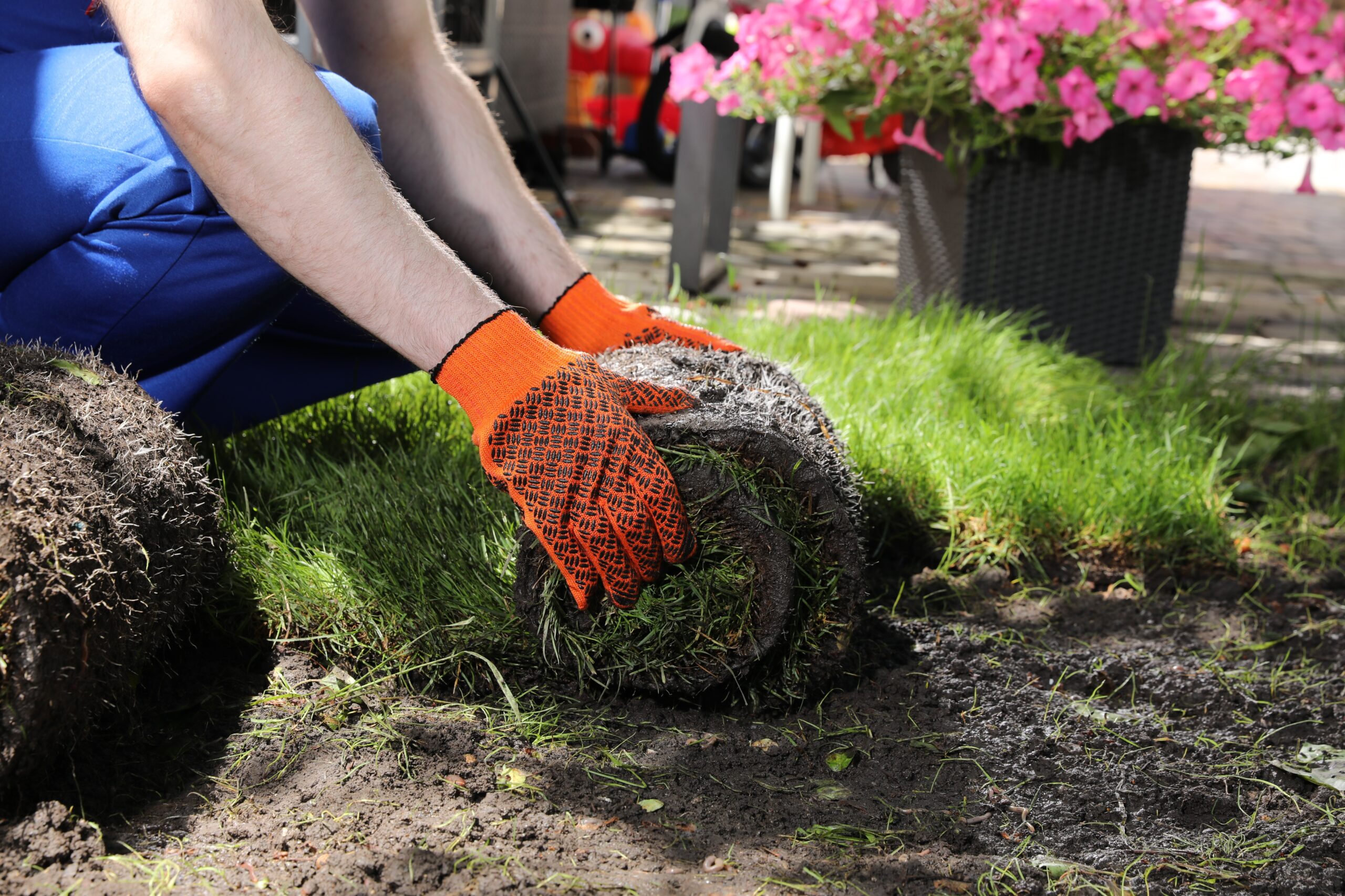 Gardener laying grass sod on backyard, closeup